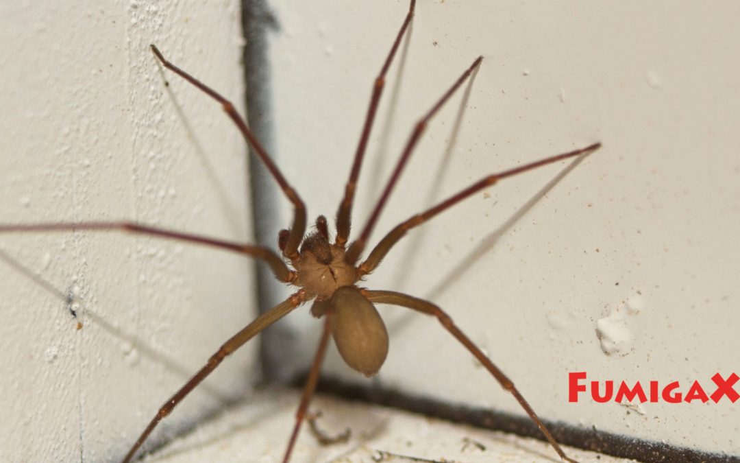 Tiene una plaga de arañas